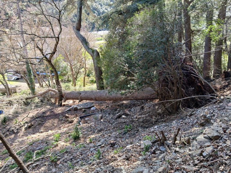 de la souche au mur d'enceinte